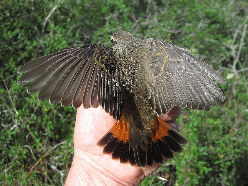 Bluethroat, Sundre 20120828